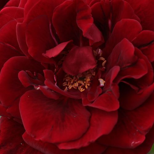 Comanda trandafiri online - Roșu - trandafiri târâtori și cățărători, Climber - trandafir cu parfum intens - Rosa Don Juan - Michele Malandrone - Un soi foarte iubit. Des, cu flori durabile.